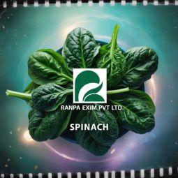 Spinach